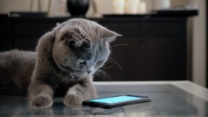6 Best Cat Apps for Android, because why not?